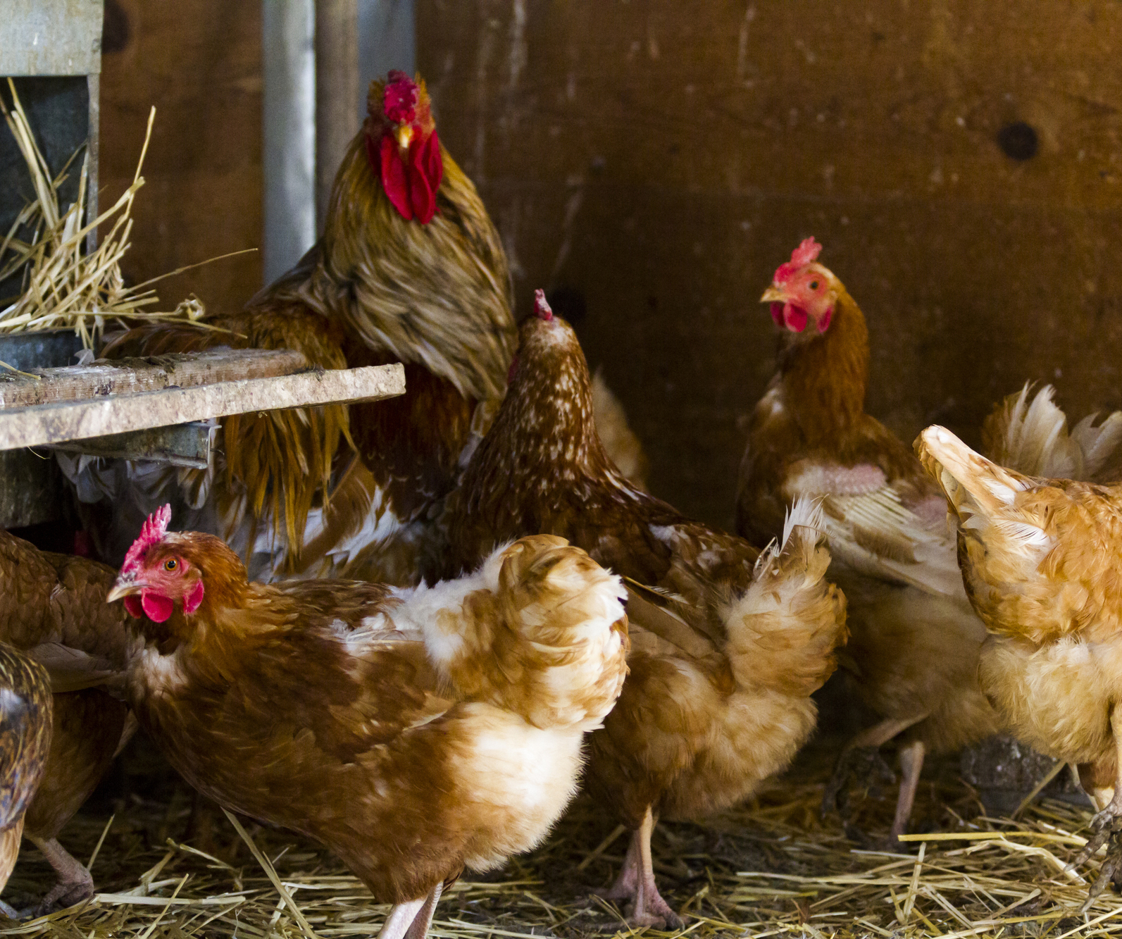 Chickens On Organic Farm