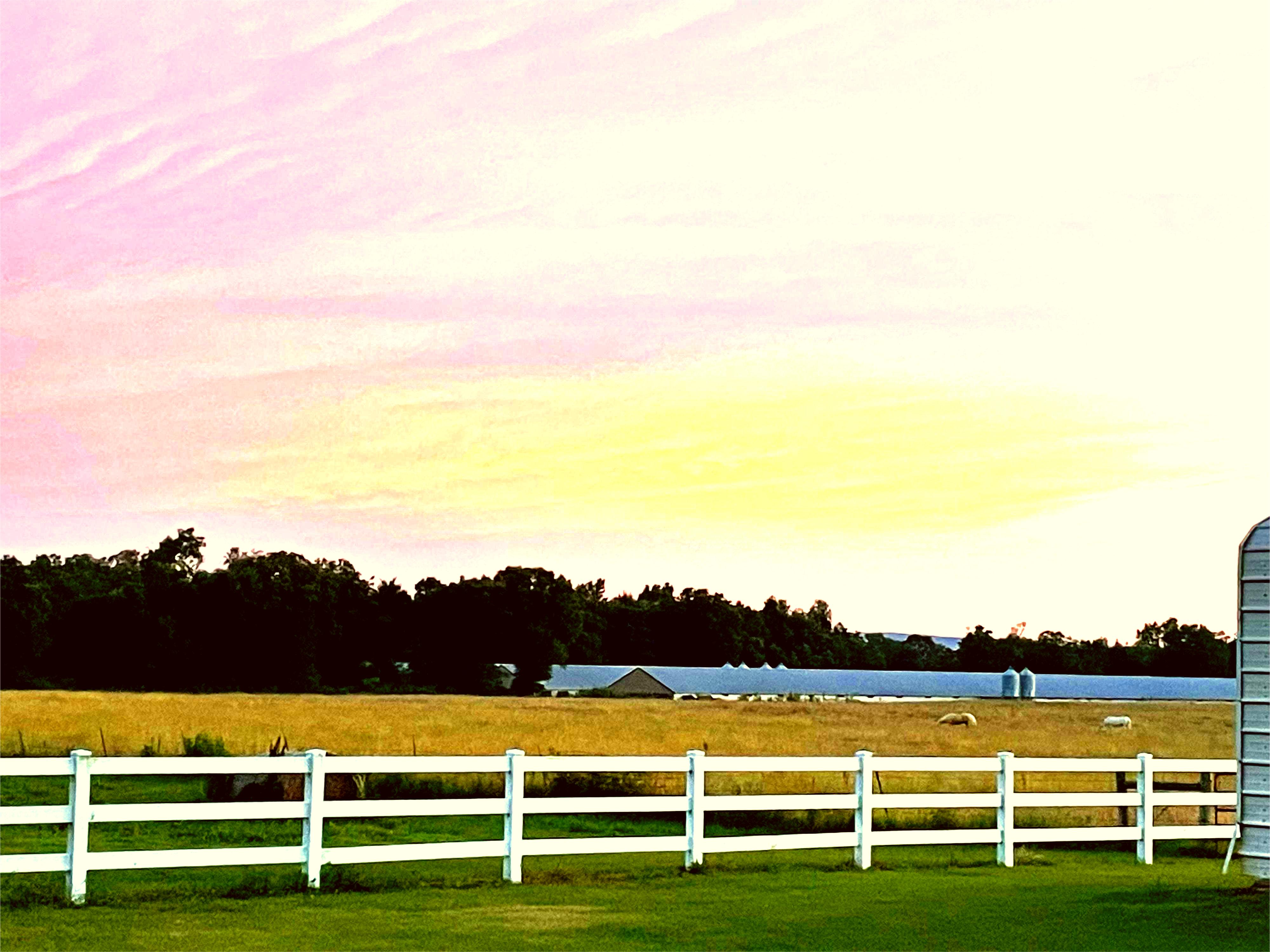 Beautiful Poultry View