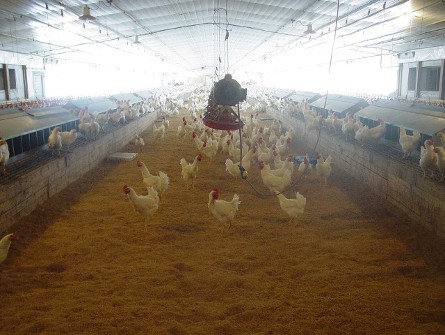 #290 Chickens Inside